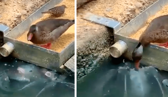 Vía Facebook. Turista registró el singular momento en que el ave saca parte de su alimento para dar de comer a un grupo de hambrientos peces
