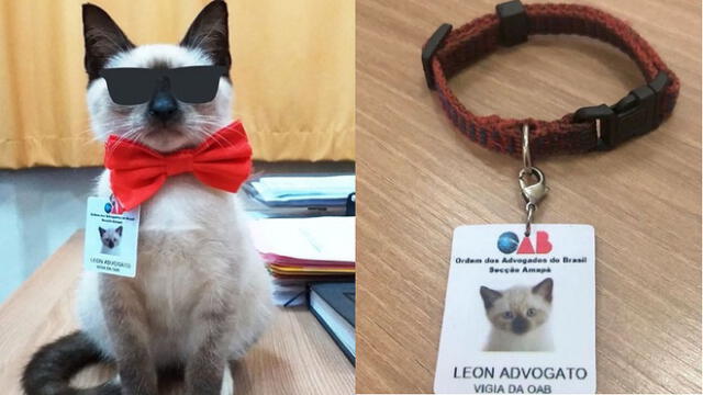Ahora León es el 'advogato' de los animales. Foto: composición