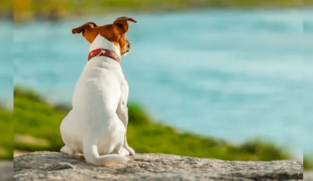 Facebook Viral: Dueña del perro con 'cara de humano' publica asombroso video