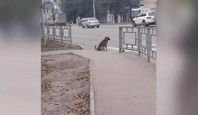Desliza hacia la izquierda para ver más detalles sobre esta peculiar escena protagonizada por un perro callejero. Foto: captura de YouTube