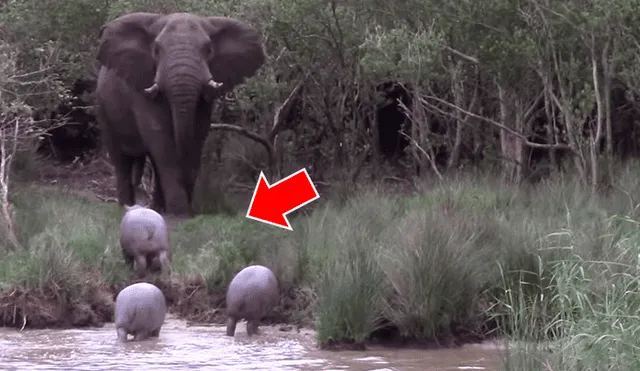 Crías de hipopótamos se topan con impetuoso elefante y este reacciona de manera inusual [VIDEO]