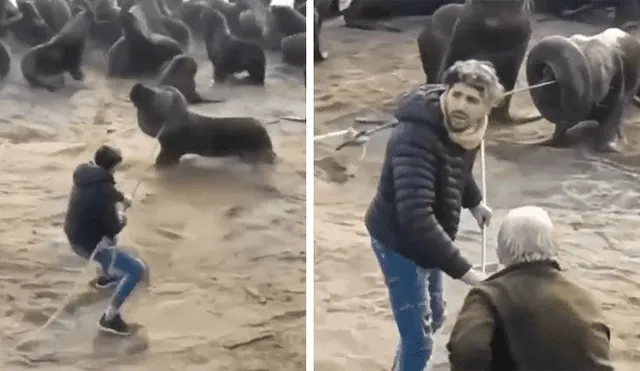 En YouTube, un joven acudió a una alejada playa y se percató del peligro que corría un indefenso lobo marino.