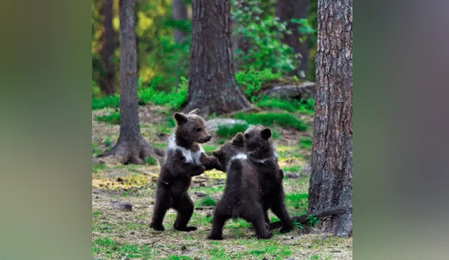 Vía Facebook. Los tiernos osos formaron una ronda y comenzaron a jugar como si fueran unos niños.