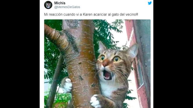 Creativos memes fueron compartidos en redes sociales por el Día Internacional del Gato.