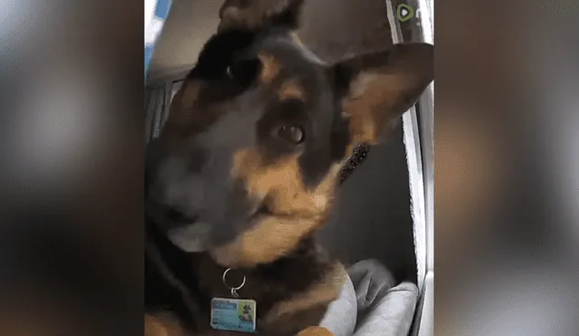 Mediante YouTube se compartió un video que muestra la divertida reacción de un perro al ver una cámara de seguridad en su casa.