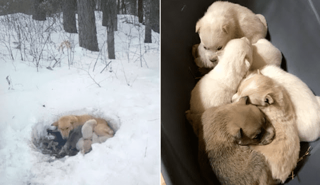 Perrita sin hogar conmueve al cubrir con su cuerpo a sus crías recién nacidas para protegerlas de la nieve [FOTOS]