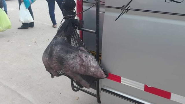 Maltrato animal. Cerdo era transportado de cruel manera. Créditos: Facebook.