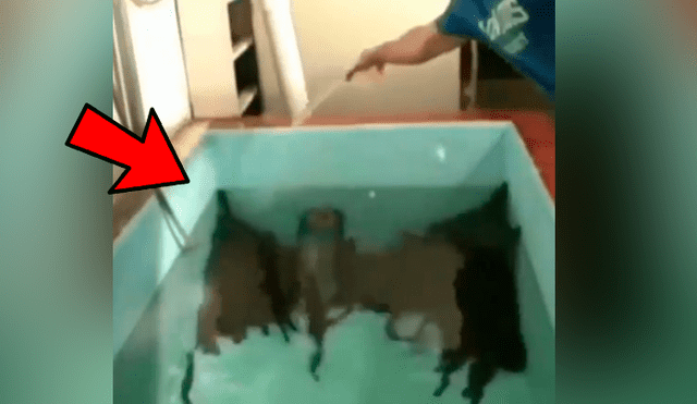 YouTube viral: arroja sal a pozo de agua y cientos de misteriosas ‘criaturas’ emergen de las profundidades