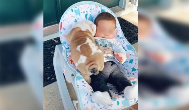 Desliza hacia la izquierda para ver más imágenes de este conmovedor encuentro entre un perro y el bebé de su dueña. Foto: captura de YouTube