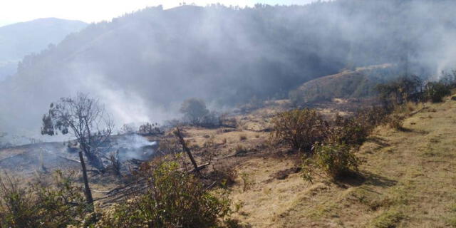 Junín: incendio forestal consume 5 hectáreas de bosque [FOTOS]