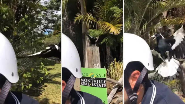 YouTube Viral: Hombre es épicamente atacado por un ave mientras conducía su bicicleta [VIDEO[