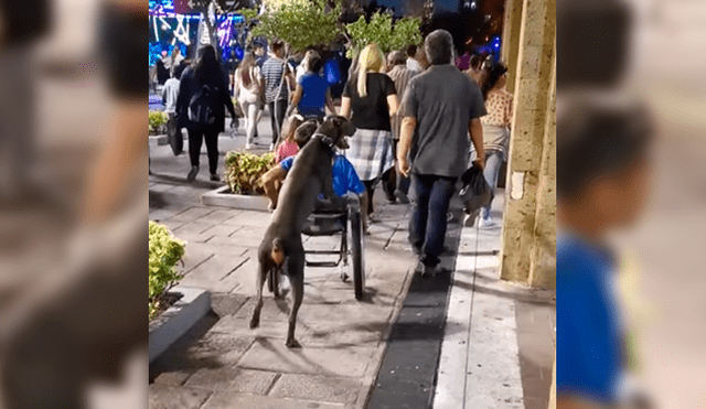 Facebook viral: captan a perro fiel empujando silla de ruedas de su dueño minusválido [VIDEO]