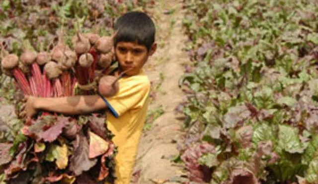 MTPE: 6 de cada 10 niños que trabajan provienen del sector agrícola