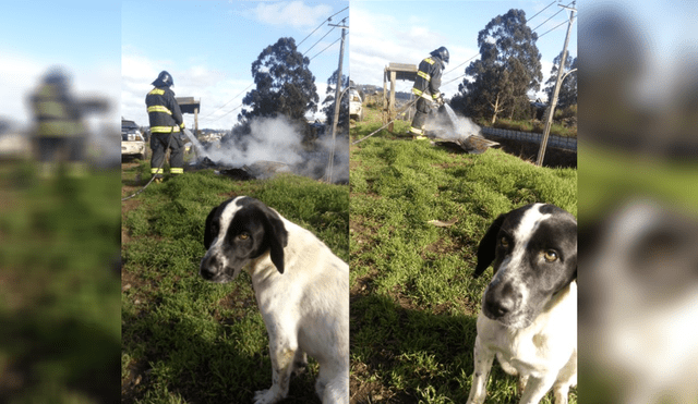 Facebook: la absoluta tristeza de un perro al ver su casita envuelta en llamas [FOTOS]