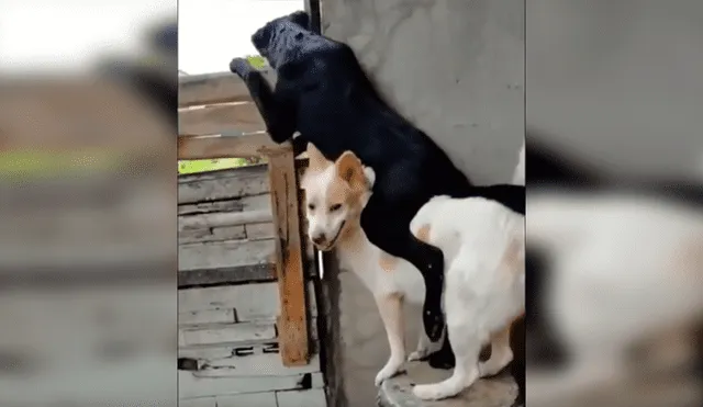 En Facebook, un perro ayudó a su compañero al cargarlo en su lomo para que este pueda apreciar a su pareja.