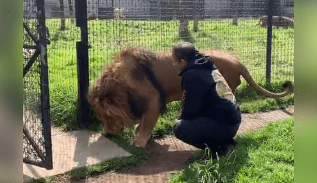 Un video viral de Facebook registró el preciso instante en que un cuidador de leones ingresó al recinto de un enfadado depredador.