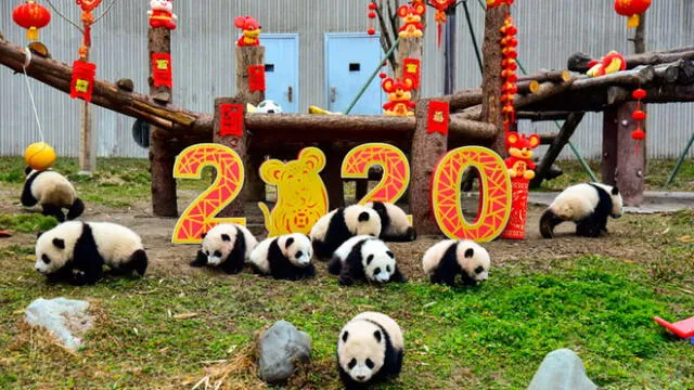 Zoológico de Sichuan en China, ambientado por el Año Nuevo Lunar 2020. Foto: AFP
