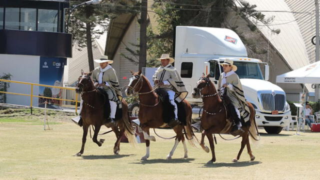 Lucen caballos de paso en concurso organizado por criadores de Arequipa [FOTOS] 