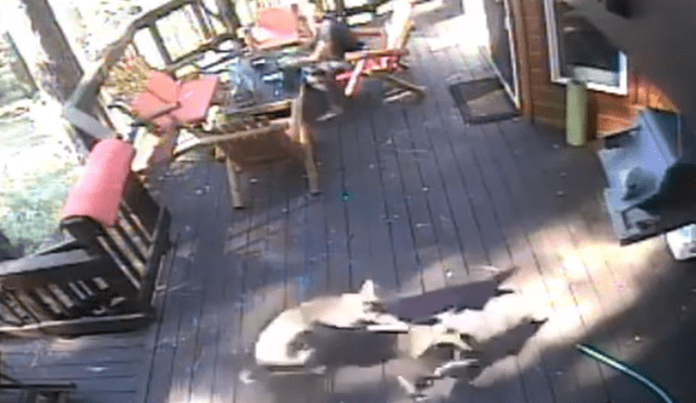 A través de YouTube se hizo viral el tenso momento en que un hambriento coyote ataca a un pequeño perro.