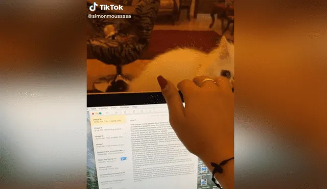 A través de TikTok se hizo viral el momento en que un gato malogra la latop de su dueña por accidente.