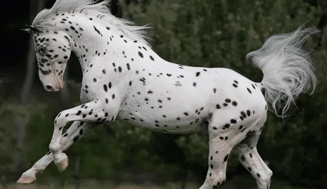 Facebook viral: perro dálmata conoce a caballo 'leopardo' y tiene increíble reacción [VIDEO]