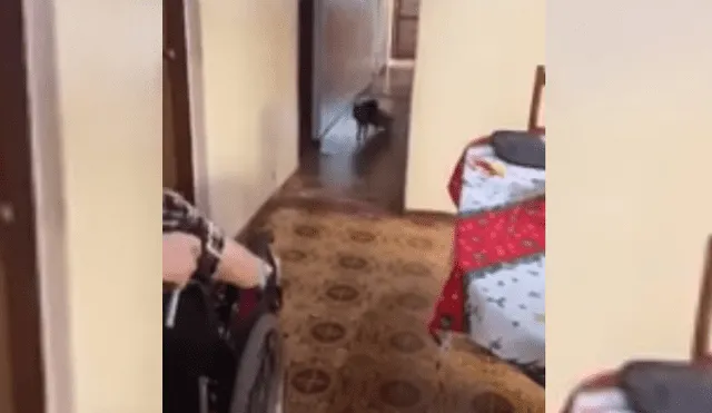 Video es viral en YouTube. Uno de los dueños del can grabó la singular conducta que tuvo este cuando vio llegar a la abuela de la casa. Fotocapatura: 20 minutos
