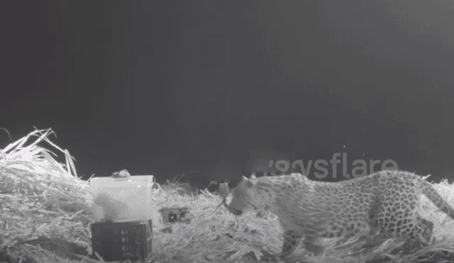 En Facebook se viralizó el conmovedor reencuentro de una mamá leopardo con su cachorro que se perdió en medio de la selva.