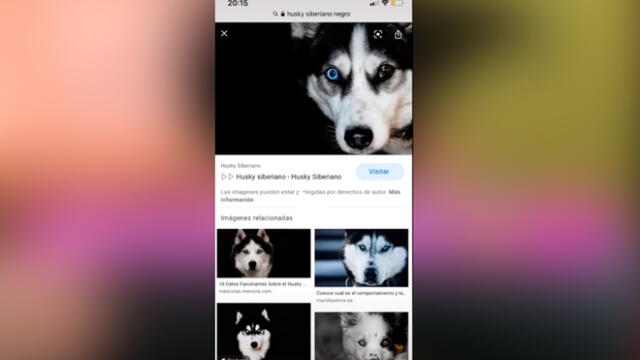 Desliza las imágenes para ver la verdadera raza que tuvo este presunto perro husky siberiano: Genesis Cris/TikTok