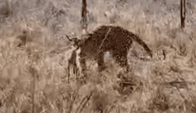 YouTube viral: impala bebé recién nacido confundió a un feroz leopardo con su mamá [VIDEO]