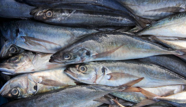 Produce incrementa el límite de pesca del jurel a 138 mil toneladas