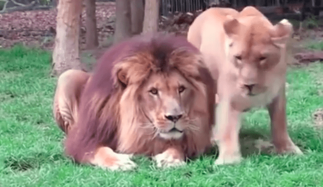 En YouTube, una leona se acercó a su pareja para llamar su atención, pero fue rechazada de la peor manera.