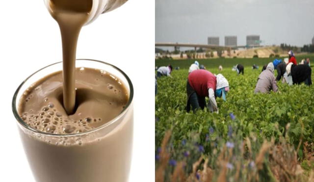 Estados Unidos: Más de 16 millones de personas piensan que la chocolatada viene de vacas marrones 