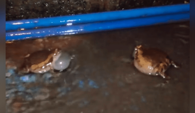 Facebook viral: brutal pelea entre dos ranas por una hembra en celo tiene desolador final [VIDEO] 