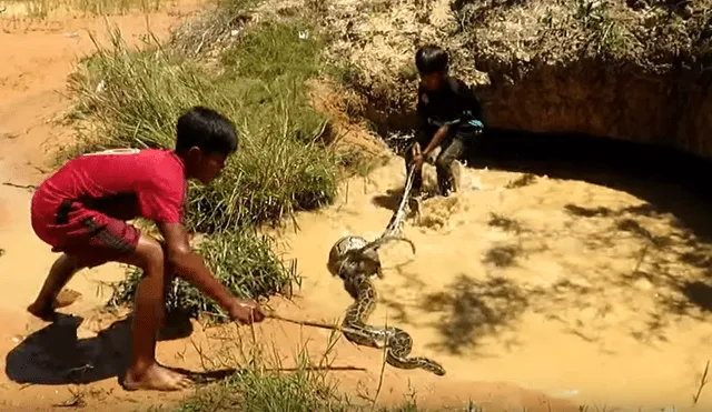 YouTube viral: niños se enfrentan contra temible anaconda para defender a 'monito' [VIDEO] 