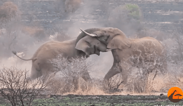 Los elefantes mueren principalmente por la caza de los humanos. Foto: Kruger Sightings / YouTube