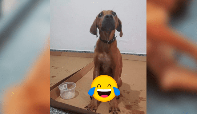 Facebook viral: encuentra perro moribundo en la calle, lo adopta y luego de algunos meses luce así