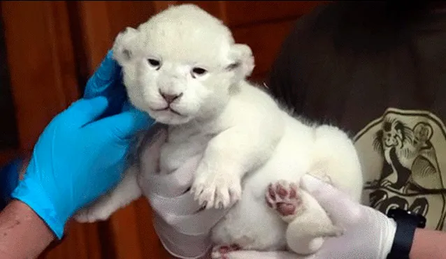 Curioso león blanco nace en un zoológico de Hungría