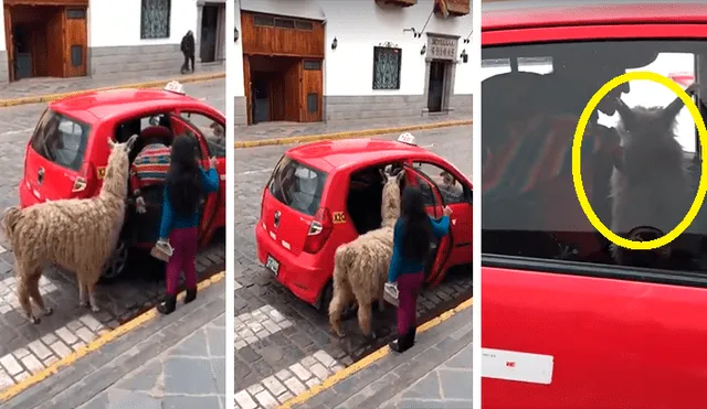 Facebook: llama es captada mientras sube a un taxi en Cusco y se vuelve viral [VIDEO]