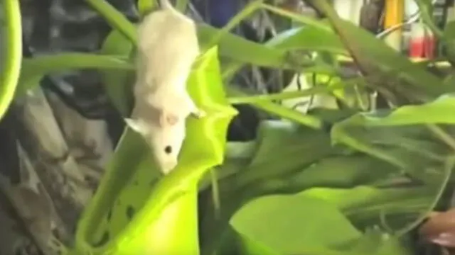 Vía YouTube: planta carnívora devora a un ratón y usuarios quedan impactados [VIDEO]