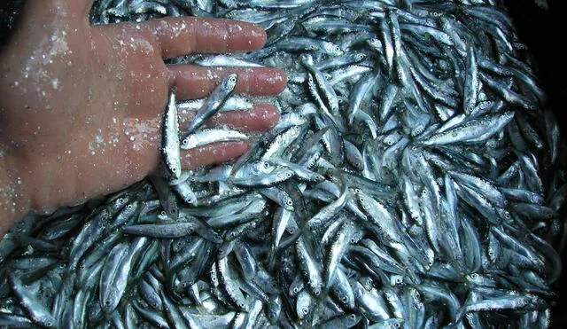Sector pesquero trabaja para mejorar niveles de trazabilidad, anuncia Olaechea