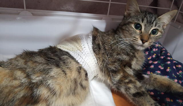 Un refugio denuncia el desgarrador" caso de maltrato animal que sufrió una gata. Foto: Difusión.