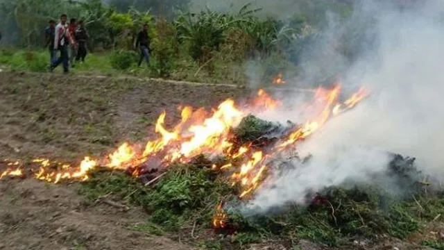 Ayacucho: Policía erradica y destruye 120 mil plantones de marihuana en el VRAEM 