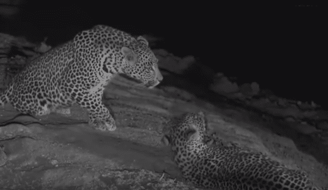 Desliza hacia la izquierda para ver el conmovedor reencuentro de leopardos que se hizo viral en YouTube.