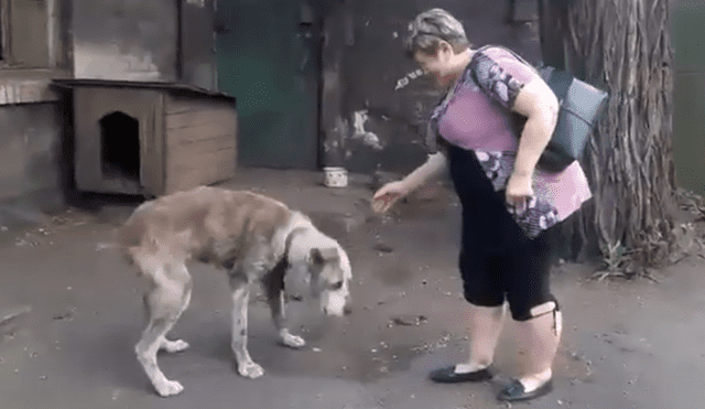 Conmovedor reencuentro de un perro con su dueña hace llorar a usuarios.