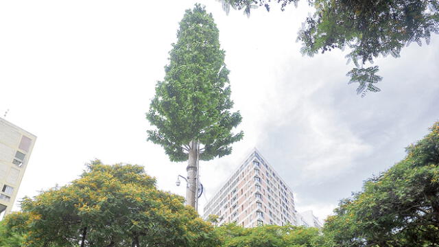 En 2019, empresas deberán instalar solo antenas ‘tipo árbol’ en parques