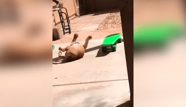 Desliza las imágenes hacia la izquierda para observar el esfuerzo de un perro para aprender a manejar una patineta.