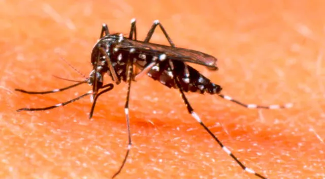 Salud: Seis recomendaciones para no contraer Dengue, Zika o Chikungunya