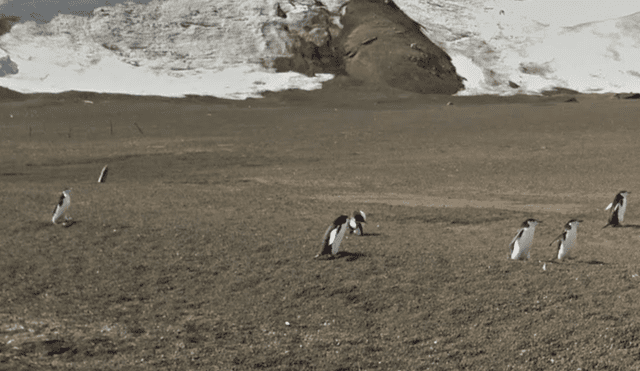 Google Maps viral: usuario capta una emocionante escena mientras 'recorría' la Antártida [FOTOS]