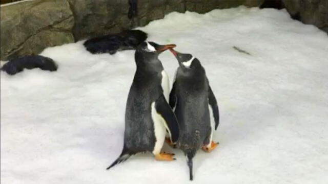 Bastó que le pongan el huevo frente al pingüino para que se encariñara con este. Foto: BioBio