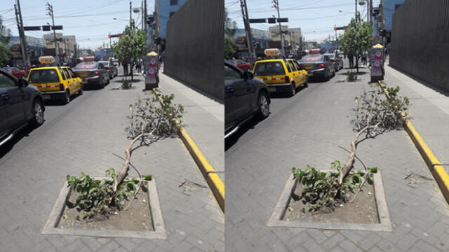 #YoDenuncio: conductor imprudente derriba árbol en vereda